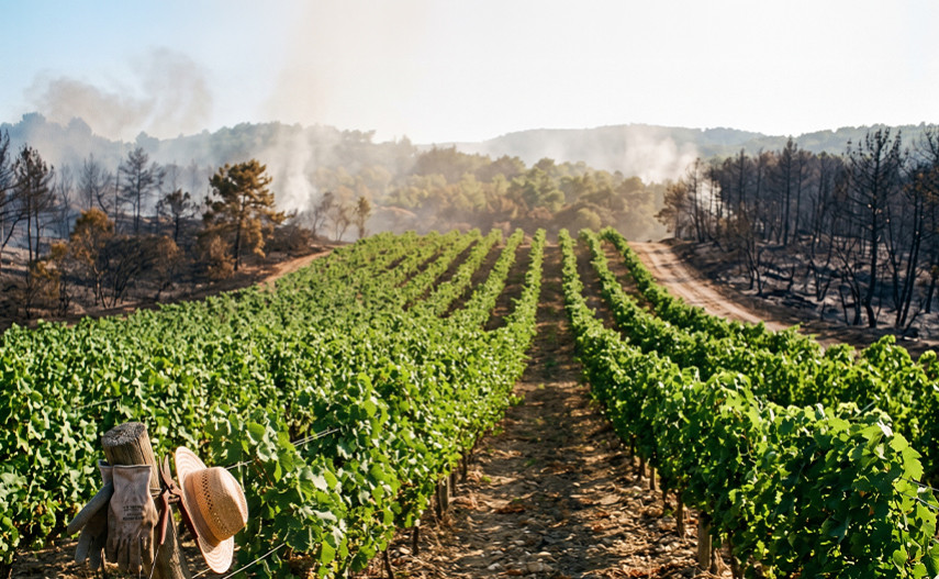 Vinhedos que extinguem incêndios