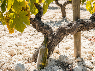 Why the Wines of Andalucía are Unique