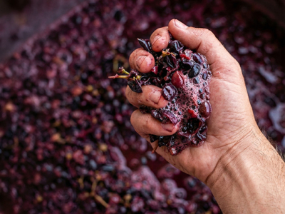 Leveduras autóctones: o ADN invisível do vinho